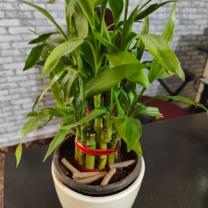 Bamboo Fertilizer Spike - 250 grams