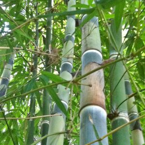 Tulda - Big 1 Year Old